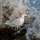 Illustration for article titled Animals Like Youve Never Seen Them Before, in the British Wildlife Photography Awards